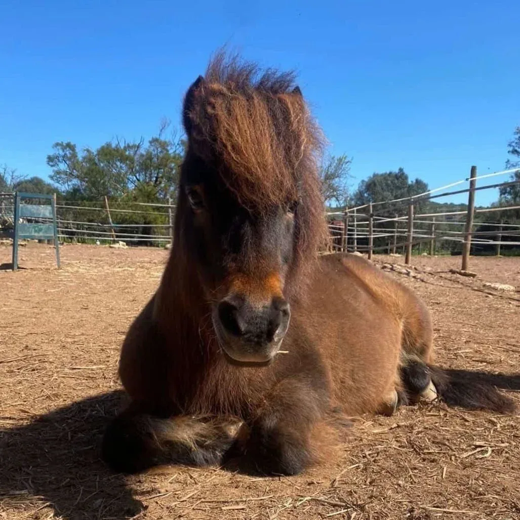 Pony rides for children at QPA